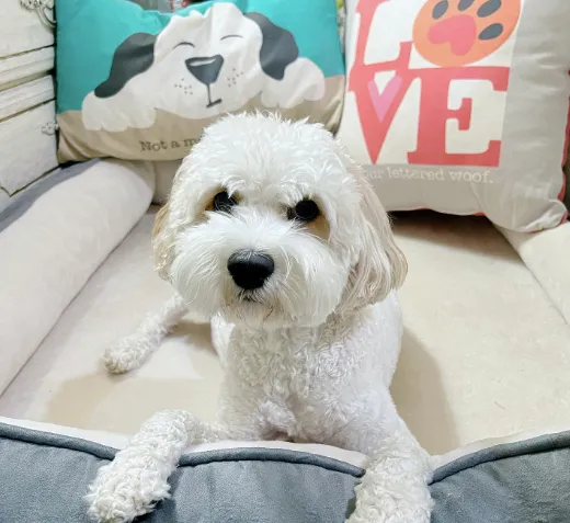 Accent Pillow | Love Is A Four Letter Woof