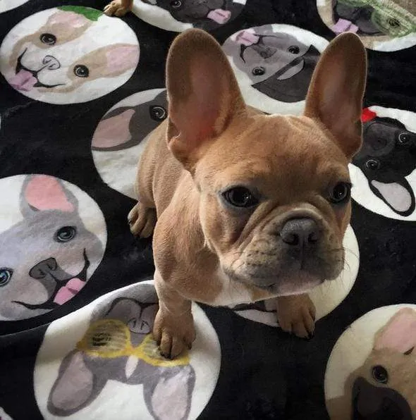 Frenchie Blanket | Frenchiestore | French Bulldogs Black Polka Dots