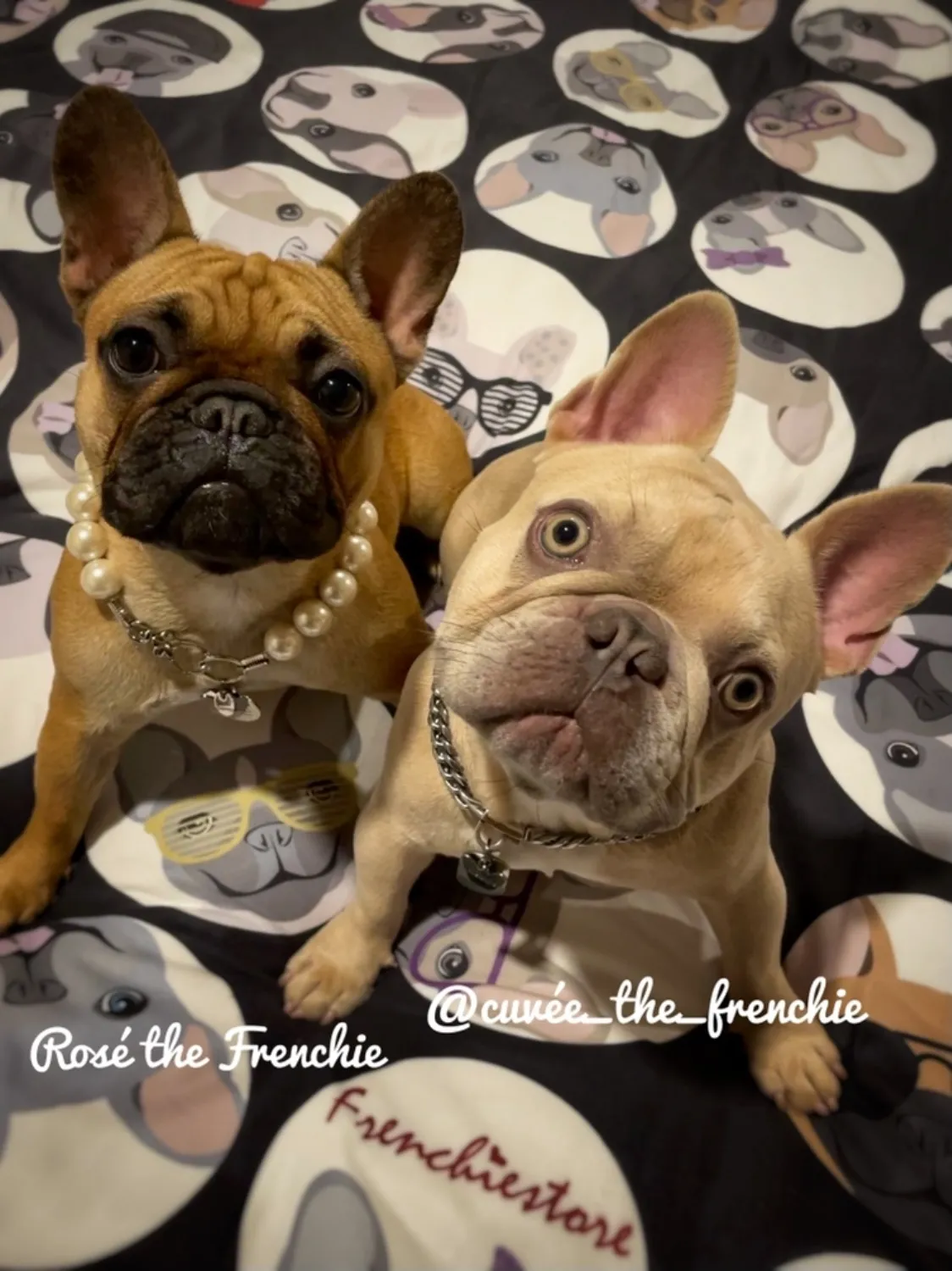 Frenchie Blanket | Frenchiestore | French Bulldogs Black Polka Dots