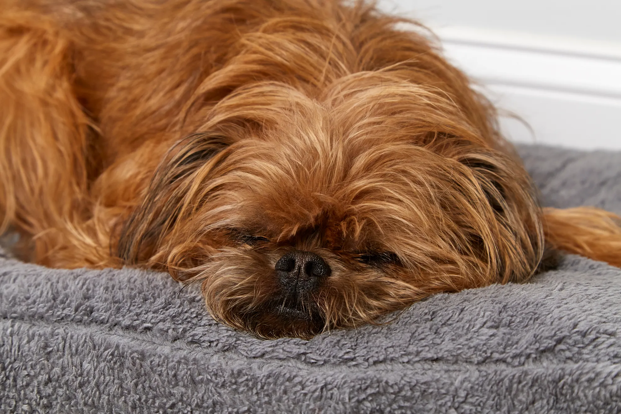 Fuzzy Mattress Bed